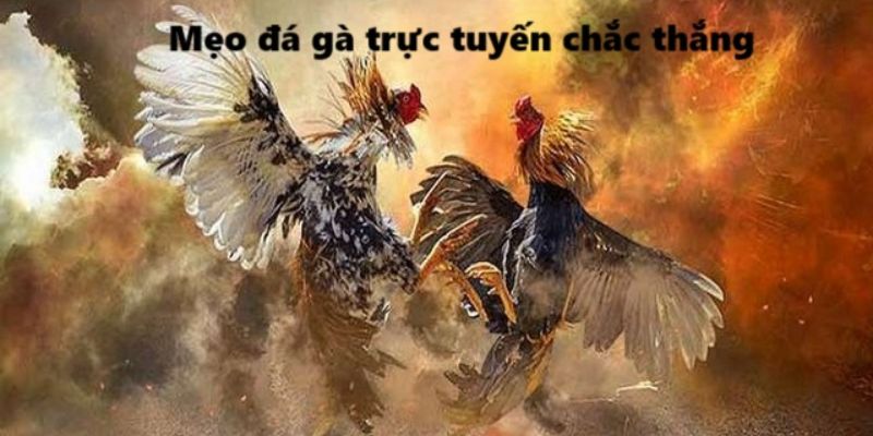 Mẹo đá gà dựa vào ngoại hình